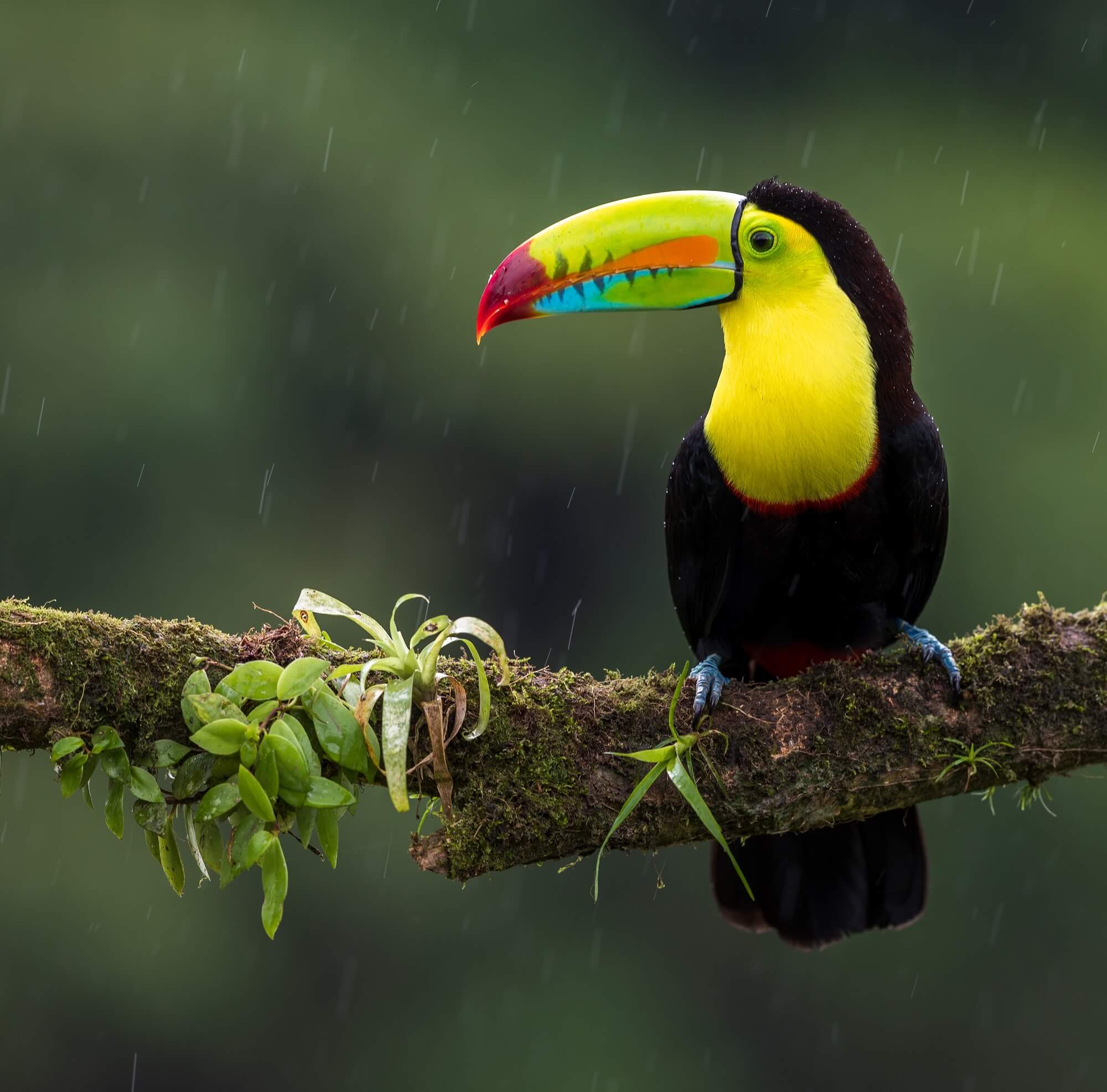 Worldisbeautiful.net | Wildlife | Keel-billed toucan